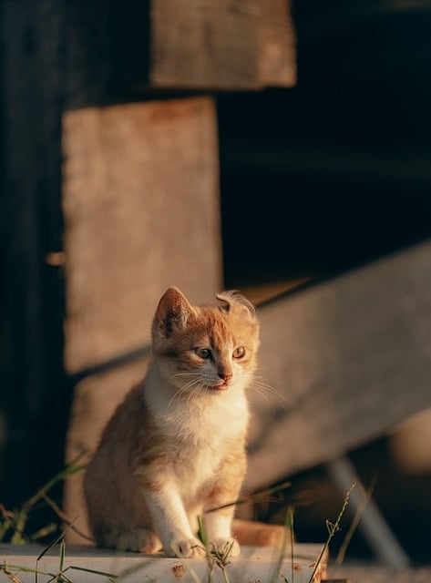 タブレットで家事スケジュールを管理する女性 明るいキッチンでの朝のルーティン